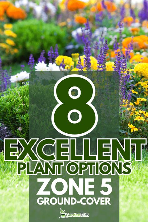 8 Great Ground-Cover Plants For Zone 5 Zone 5 Perennials Landscaping, Landscaping Zone 5, Zone 5 Flowers, Zone 5 Landscaping, Plants For Zone 5, Ground Cover Perennials, Zone 5 Plants, Wisconsin Garden, Full Sun Landscaping