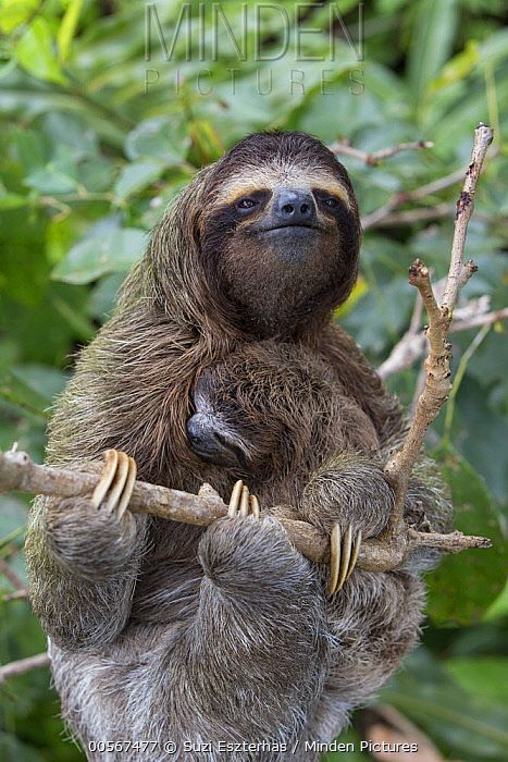 Pictures Of Sloths, Cute Sloth Pictures, Sloth Photos, Two Toed Sloth, Three Toed Sloth, Sloth Life, Sloth Art, A Sloth, Sloths Funny