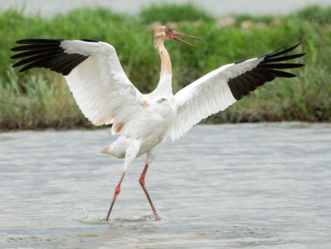 Siberian Crane - Leucogeranus leucogeranus - Birds of the World Siberian Crane, Crane Fly, Crane Bird, Endangered Animals, All Birds, Big Bird, Endangered Species, Bird Species, Diy Art Painting