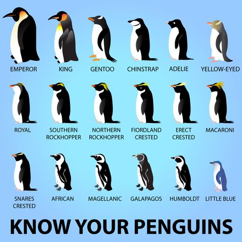 Happy #WorldPenguinDay! Types Of Penguins, Penguin Species, Penguin Love, Types Of Animals, Animal Facts, Marine Biology, Yellow Eyes, Cute Penguins, Zoology