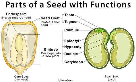 Parts of a Seed, Their Structure, and Functions with Diagram Parts Of A Seed Diagram, Seed Diagram, Botany Notes, Seed Structure, Preschool Gardening, Parts Of A Seed, Seed Labels, Ag Teacher, Preschool Garden