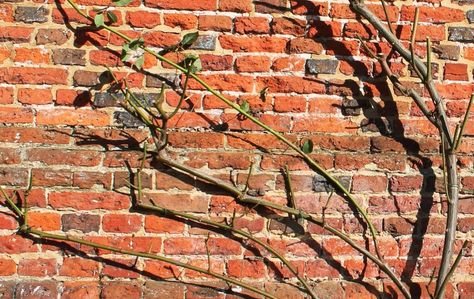 Purple Climbing Roses, Pruning Climbing Roses, Climbing Roses Trellis, Red Climbing Roses, Rose Pruning, Rose Plant Care, Climbing Rose, Heirloom Roses, Garden Bulbs