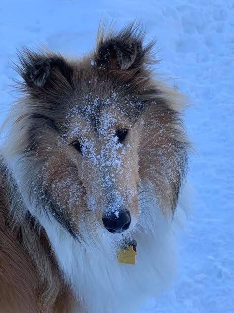 Charlotte Rough Collie Tricolor, Rough Collie Aesthetic, Collie Aesthetic, Rough Collies, Sheltie Dogs, Rough Collie, Pretty Dogs, Pretty Animals, Different Dogs