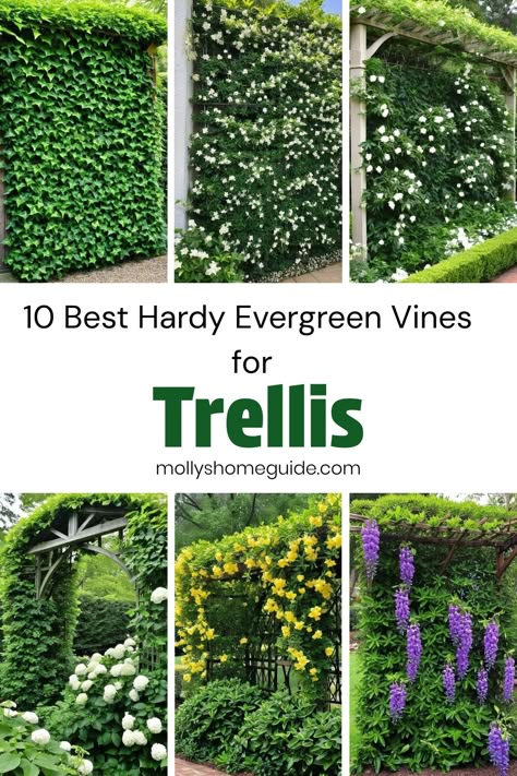 Explore the beauty and versatility of evergreen climbing plants. Enhance your trellis with the best evergreen vines that stay green year-round. Create privacy with fast-growing vines or add a pop of color with perennial flowering vines. Discover low maintenance climbers to elevate your garden effortlessly. Find the best climbing plants for trellis in our curated collection of top picks for every garden style. Embellish your outdoor space with these stunning and reliable evergreen vine climbers t Creeping Fig Trellis, Climbers Plants, Flower Vines, Plants For Pergolas Climbing Vines, Fast Growing Vines For Privacy, Non Invasive Climbing Vines, Evergreen Vines Climbing Zone 7, Climbing Plants Fast Growing, Evergreen Climbing Plants