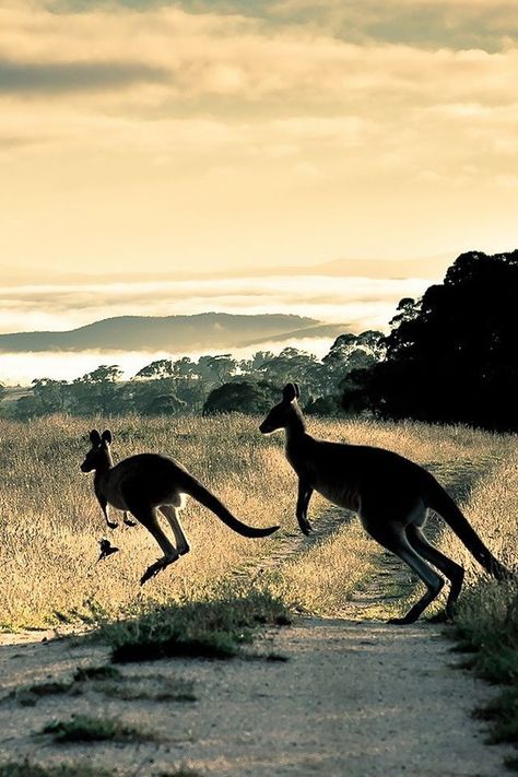 Kangaroo Wallpaper, 3d Desktop Backgrounds, Kangaroo Jack, Australia Wallpaper, Baby Kangaroo, Beauty Plan, Australia Kangaroo, Bird People, Wallpaper For Walls