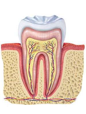 You may experience a wide spectrum of mouth problems, from cold sores to tooth decay to a gum abscess. Learn about your teeth and mouth for better health. Gum Abscess, Mouth Problems, Teeth Images, Dental Images, Teeth Pictures, Dental Health Care, Teeth Art, Baby Feeding Schedule, Cold Sores