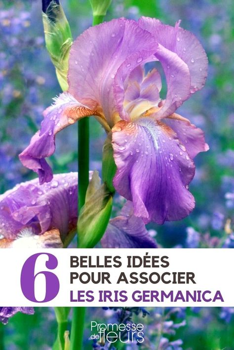 Iris germanica : 6 idées d’associations réussies ! - Promesse de Fleurs Papaver Orientale