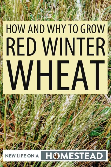 How To Harvest Wheat, Harvesting Wheat By Hand, Growing Grains At Home, Landscape Ideas For Small Backyard, Landscape Ideas Architecture, Homestead Landscape, Growing Grains, Ideas Around Trees, Small Backyard Landscape