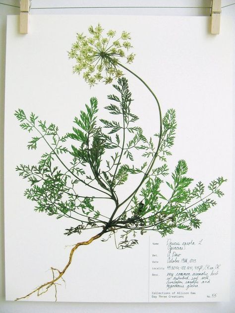 Pressed Flower Wall Art, Pressed Flower Wall, Botanical Science, Wild Carrot, Wildflower Art, Pressed Botanicals, Pressed Flower Crafts, Daucus Carota, Queen Anne's Lace