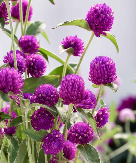 Gomphrena globosa 'Ping Pong Purple' (Globe Amaranth) Plants For Full Sun, Flowers List, Full Sun Annuals, Globe Flower, Zinnia Elegans, Globe Amaranth, List Of Flowers, Full Sun Plants, Plant Catalogs