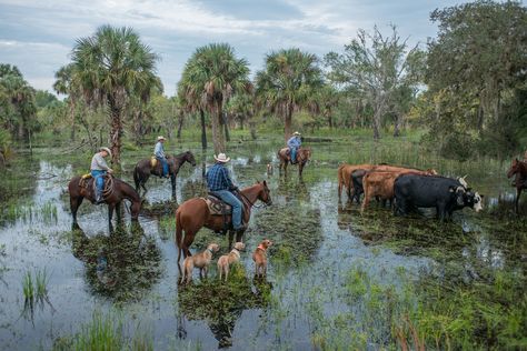 Florida Crackers, Cattle and the Watering Hole. Florida Cracker Horse, Florida Gothic, Okeechobee Florida, The Deep South, Florida Art, Watering Hole, Altered Photo, Florida Girl, Deep South