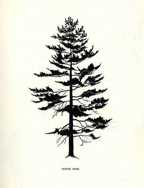 Tree Flowers of Forest, Park and Street by nurse_marbles, via Flickr Eastern White Pine Tree Tattoo, White Pine Silhouette, White Pine Tree Drawing, White Pine Tree Tattoo, White Pine Tattoo, Tree Silhouette Tattoo, Pinus Strobus, Pine Tree Drawing, Pine Tree Painting