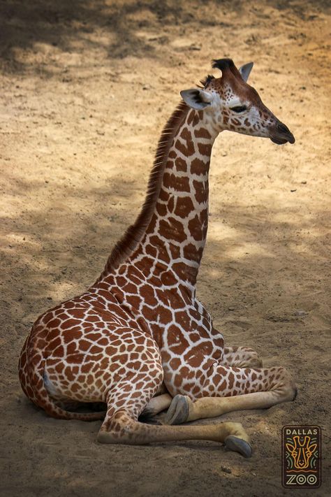 Kipenzi from Dallas Zoo Giraffe Sitting, Dallas Zoo, Giraffe Pictures, Giraffe Family, Wild Animals Photos, Funny Giraffe, Giraffe Art, A Giraffe, Majestic Animals