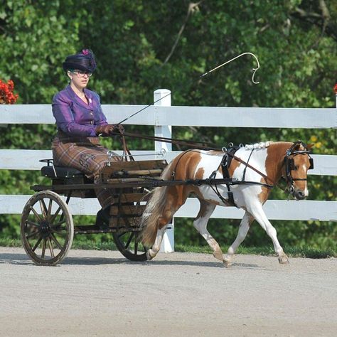 Carriage Driving Turnout, Carriage Driving Attire, Miniature Horse Driving, Horse Driving, Driving Horses, Driving Aesthetic, Driving Miss Daisy, Horse Cart, Mini Horses