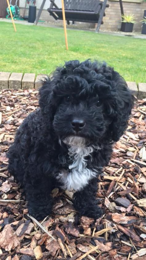 Cavapoo Puppy Black Cavapoo Puppies, Cavapoo Black, Black Cavapoo, Cavapoo Puppy, Puppy Mom, Cavapoo Puppies, Cute Animal Memes, Yorkie Poo