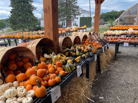 Fall Decor Around Tree Outside, Pumpkin Patch Fall Festival, Fall Farm Stand Ideas, Pumpkin Sale Stand, Retail Pumpkin Display, Pumpkin Selling Display, Pumpkin Stand Ideas, Farmers Market Pumpkin Display, Pumpkin Displays Outside