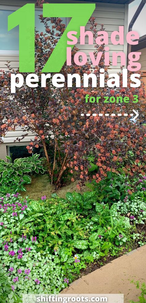 17 Perennial Flowers That Love Shade | SHIFTING ROOTS Zone 3 Landscaping Ideas, Zone 3 Shade Garden Design, Zone 3 Shade Perennials, Zone 3 Perennials Garden Plan, Part Shade Perennial Garden Plan, Zone 3 Landscaping, Shaded Flower Beds, Zone 3 Perennials, Alaska Garden