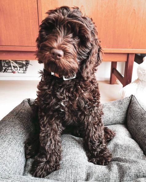 Chocolate Labordoodle, Chocolate Australian Labradoodle, Chocolate Doodle Dogs, Labradoodle Grooming, Chocolate Labradoodle, Labradoodle Dogs, Australian Labradoodle, Doodle Puppy, Labradoodle Puppy