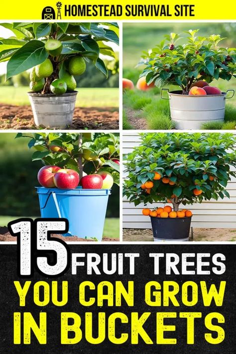 Growing fruit trees in buckets or a similar container is an excellent way to cultivate your own fruit, even in small spaces. Indoor Peach Tree, Fruit Plants In Pots, Small Fruit Trees, Fruit Trees In Containers, Homestead Style, Shtf Preparedness, Growing Fruit Trees, Homestead Survival, Peach Trees