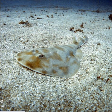 Reggae Shark, Jamaica Bioluminescent, Spotted Egal Ray, Electric Ray, Fish Escovitch Jamaica, Runaway Bay Jamaica, Lizard Running On Water, Reef Fish, Animal Conservation