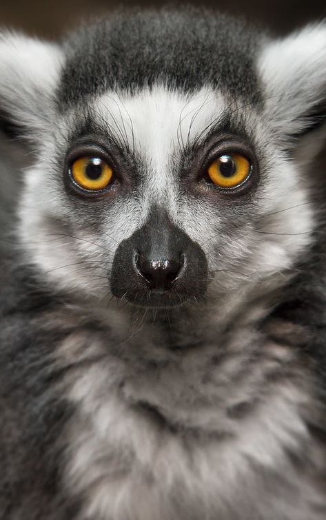 Lemur Art, Regard Animal, Wild Animals Pictures, Interesting Animals, Unusual Animals, Rare Animals, Italian Greyhound, Wildlife Animals, Animal Faces