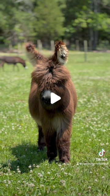 CYPRESS FARM Registered Miniature Donkeys on Instagram: "At Purple Donkey 🫏 Human Rescue we are working to create a safe space for long ears and people. We are a 501c3 ,  interactive donkey 🫏 rescue 🛟 and equine therapy center soon to be offering therapeutic activities for adults and children and equine therapy with licensed therapists and miniature donkeys to children. We are offering volunteer training to those interested in working with our rescue animals and hiring certified equine supervisors to assist therapists with equine therapy. Info@purpledonkey.org @purpledonkeyhumanrescue #equinetherapy #donkeyrescue #donkeysanctuary #donkeysofinstagram🐴 #miniaturedonkey #childrenshealth #playtherapy #minidonkeyfarm #equinesupervisor #volunteer #501c3 #equinetherapist" Miniature Donkeys, Volunteer Training, Baby Donkey, Therapy Center, Mini Donkey, Miniature Donkey, Equine Therapy, Therapeutic Activities, Rescue Animals