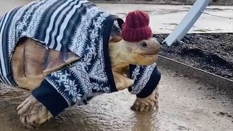 Instagram famous tortoise gets dressed up in adorable outfits Couple Wear Matching Outfits, Turtle Outfit, Tortoise Clothes, Pet Tortoise, Tortoise Habitat, Sulcata Tortoise, Sonoma California, Out Outfits, Instagram Famous