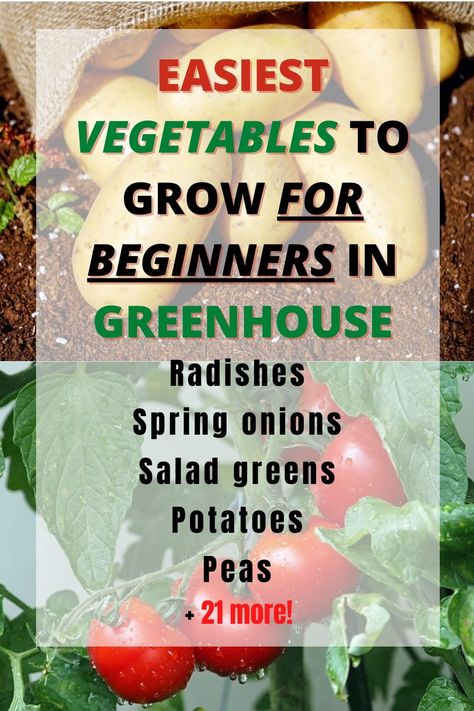 Greenhouse For Beginners, Easy To Grow Plants, Easiest Vegetables To Grow, Greenhouse Vegetables, Greenhouse Farming, Growing Spinach, Backyard Creations, Best Greenhouse, Vegetables To Grow