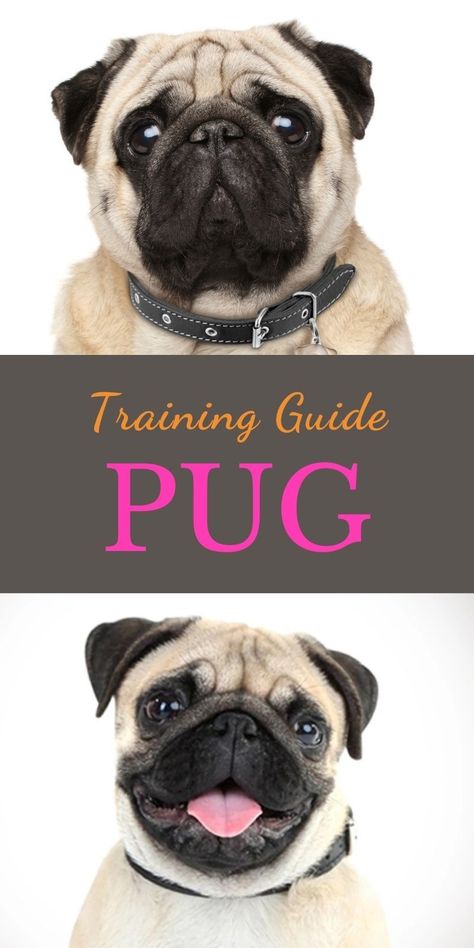 Pug Outfits, Pug Training, Pug Clothes, Old Pug, Crochet 101, Puppies Tips, Easiest Dogs To Train, Dog Things, A Pug