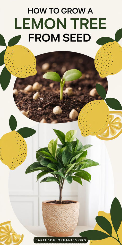 Can You Grow A Lemon Tree From Seeds, How To Plant A Lemon Tree From Seed, Planting Lemon Seeds Indoors, How To Grow A Lemon Tree From Seed, Grow Lemon Tree From Seed, Lemon Growing, Lemons Tree, Lemon Tree Indoors, Planting Lemon Seeds