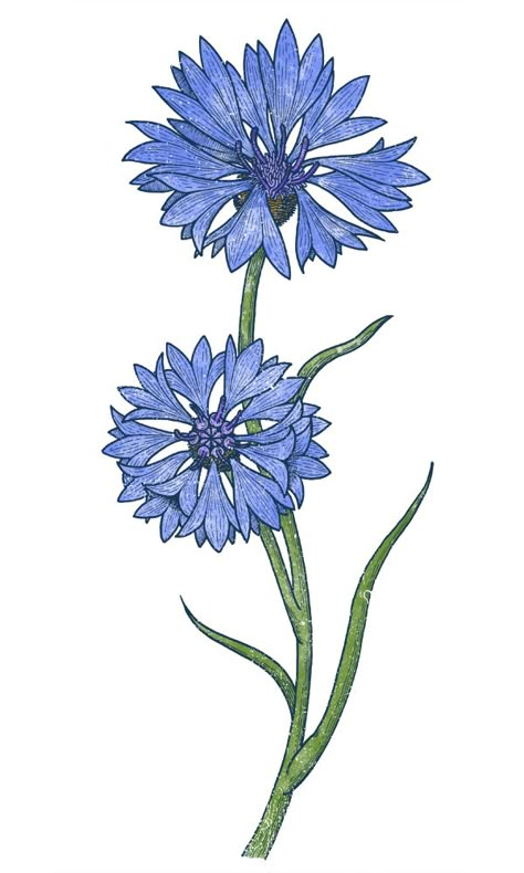 The Cornflowers on Behance Bachelors Buttons Flowers Drawing, Cornflower Drawing Tattoo, Cornflower Blue Tattoo, Corn Flower Drawing, Cornflowers Drawing, Blue Flowers Drawing, Cornflower Drawing, Blue Flower Drawing, Cornflower Tattoo