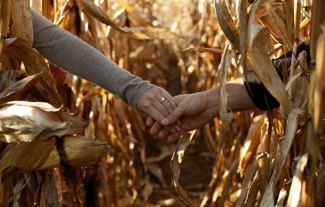 Farm Engagement Photos, Leo Moon, Leo Sun, Fall Engagement Pictures, Corn Field, Engagement Pictures Poses, Corn Maze, Engagement Photos Fall, Fall Wedding Decorations