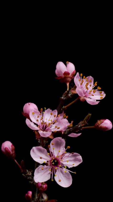 Sakura Wallpaper, Cherry Blossom Wallpaper, Moonlight Photography, Cherry Flower, Floral Wallpaper Phone, Sakura Cherry Blossom, Wallpaper Nature Flowers, Cherry Blossom Flowers, Flower Art Images