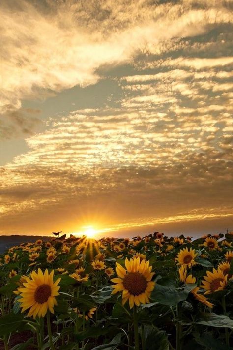 Pictures Of The Sun, Sunrise Pictures, Beautiful Nature Wallpaper Hd, Sunflower Wallpaper, Pretty Backgrounds, Amazing Nature Photography, Tropical Wallpaper, Beautiful Nature Wallpaper, Summer Wallpaper