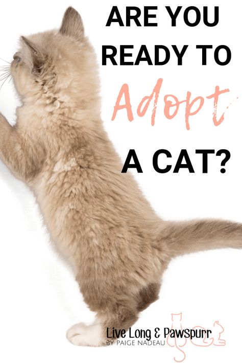 Adopting A Kitten, Cats Health, Cat Toilet Training, Cat Advice, Cat Tips, Getting A Kitten, Adopt A Cat, Cats 101, Cat Hacks