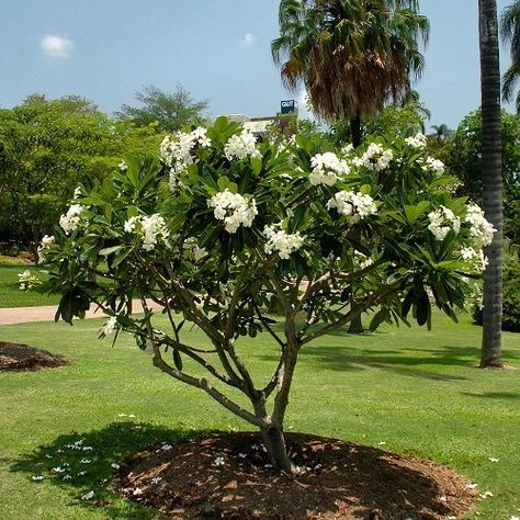 White Flower Tree, Frangipani Tree, Summer Flower Arrangements, Begonia Maculata, Fuchsia Flowers, Plumeria Flowers, Poisonous Plants, Flower Tree, Peace Lily