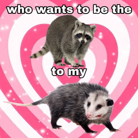 Racoon And Possum, Possum Memes, Raccoon Memes, Awesome Possum, Trash Panda, Silly Animals, Racoon, I Want To Be, Funny Meme