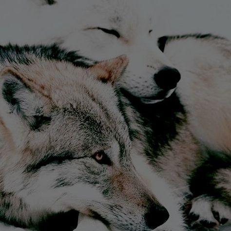 spectral linings werewolf couple wolves in love aesthetics Werewolf Couple, Wolves In Love, Wolf Love, Couple Aesthetic, Wolves, Husky, In Love, Dogs, Animals