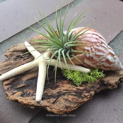 Seashore Decor, Driftwood Planters, Wood Succulent Planter, Coastal Table, Air Plants Decor, Succulent Planter Diy, Beachfront Decor, Driftwood Projects, Seaside Decor