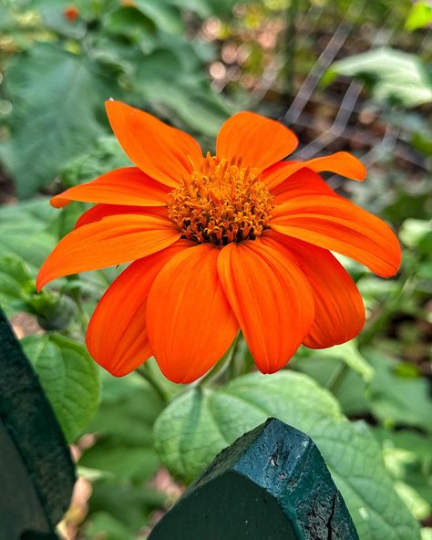 Mexican sunflowers (Tithonia) are a stunning, easy-to-grow addition to the fall garden, bringing vibrant color and charm with minimal maintenance. While they’re beautiful, pollinator friendly, and low-maintenance, unfortunately, they aren’t deer-resistant 🥲 – so you may want to keep an eye out if deer frequent your garden! 🍂🌻 These are still blooming in my gardens! I start them every year from seed and they are so fun to grow! Will you try them next year? #tithonia #mexicansunflower #oran... Mexican Sunflower, Fall Garden, Autumn Garden, An Eye, Low Maintenance, The Fall, To Grow, Deer, Sunflower