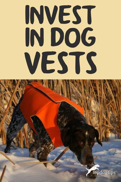 Dog vests are practical and can keep your dog safe in many situations. Here are our reasons why your dog needs one and which one would be best for your pet. Dog Vest Diy, Dog Vests, Dog Vest, Dog Parents, Service Animal, Best Dogs, Dogs