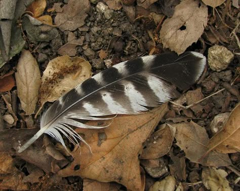 hawk feather Feather Aesthetic, Hawk Feather, Feathers, Nature Photography, Happy Birthday, Birthday, Photography, Black