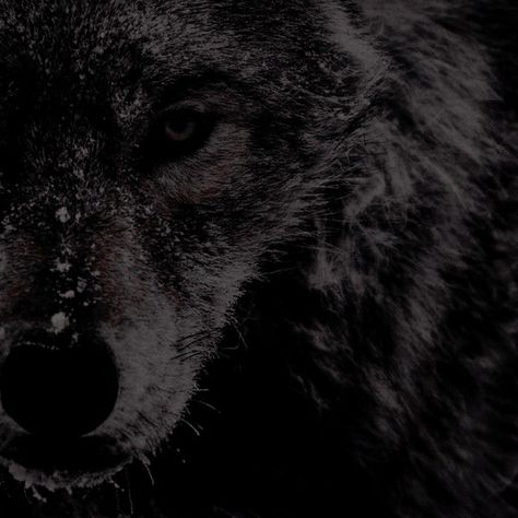 Aesthetic Light Brown, Iron Fey, Lone Wolf Quotes, Angry Wolf, Werewolf Aesthetic, Wolf Quotes, Wolf Spirit Animal, Aesthetic Light, Howl At The Moon