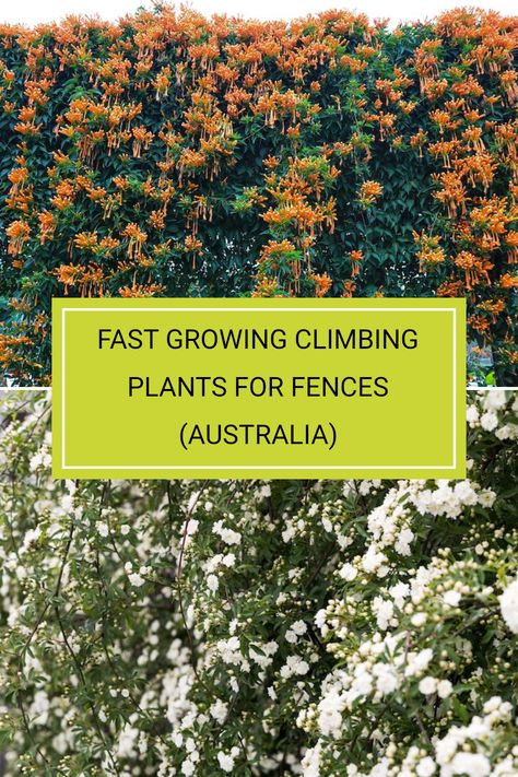 Looking to add some beauty to your fences? Fast-growing climbing plants are a fantastic way to enhance your space with greenery and colour. Popular options include Climbing Bougainvillea and Banksia Rose, both of which thrive in Australian conditions. Find out more about these amazing climbing plants and their care tips in the full article to create a stunning vertical garden at home! Screening Plants Australia Fence, Australian Climbing Plants, Cover Fence With Plants, Climbing Rose Fence, Fast Climbing Plants, Flower Fence Ideas, Fencing Ideas Australia, Bougainvillea Fence, Climbing Bougainvillea