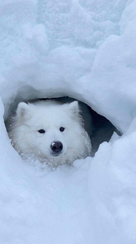 Snow Dog Aesthetic, Wall Dog Door, Animals In Snow, Nem Halloween Makeup, Puppy In Snow, Snow Cave, Dogs In Snow, Dog In Snow, Dog Finds