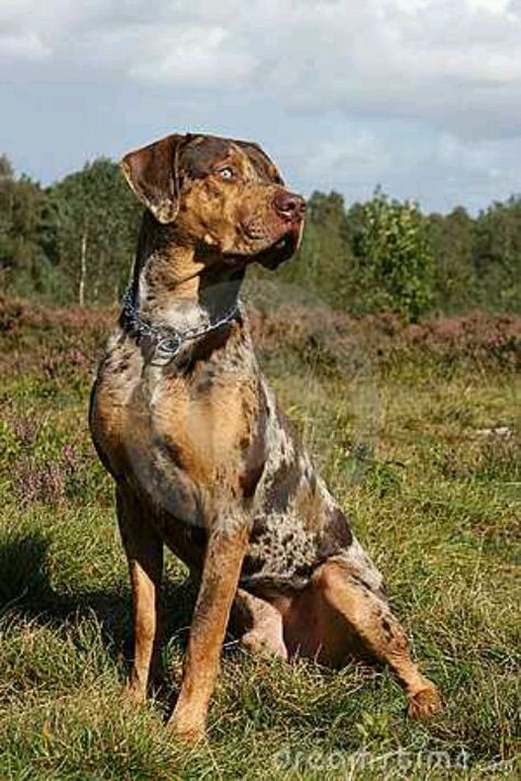 Cataboula Leopard Dog Blue Merle. Ok, so I'm not sure I'm ready for another 90lb, decade-plus commitment right this minute. But i will say that my catahoula was the most amazing dog i ever had, and if another one ever came my way, i would accept it as a gift of fate! American Leopard Hound, Louisiana Catahoula Leopard Dog, Fu Dog, Rare Dogs, Catahoula Leopard, Catahoula Leopard Dog, Leopard Dog, Hound Dog, Hunting Dogs