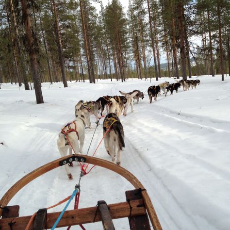 Dog sledding in Porjus Sledding Painting, Cold Vacation, Urban Mushing, Snow Wonderland, Husky Puppy Training, Husky Drawing, Puppies With Blue Eyes, North To Alaska, Dog Sled