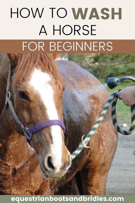 How To Care For Horses, Taking Care Of Horses For Beginners, Caring For Horses, New Horse Owner Checklist, Horse Tips For Beginners, How To Take Care Of A Horse, Horse Care For Beginners, Horse Tips And Tricks, Horse Riding Tips For Beginners