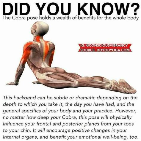 You can only do these stretches after flaying your skin - Imgur Massage Dos, Ashtanga Vinyasa Yoga, Yoga Anatomy, Cobra Pose, Yoga Iyengar, Yoga Moves, Iyengar Yoga, Yoga Stretching, Pose Yoga