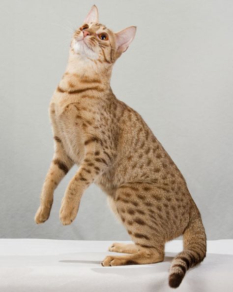 Cat Playhouse, Gatos Cool, Laperm, Ocicat, Selkirk Rex, Cat Anatomy, Rare Cats, Cat Pose, Dog People